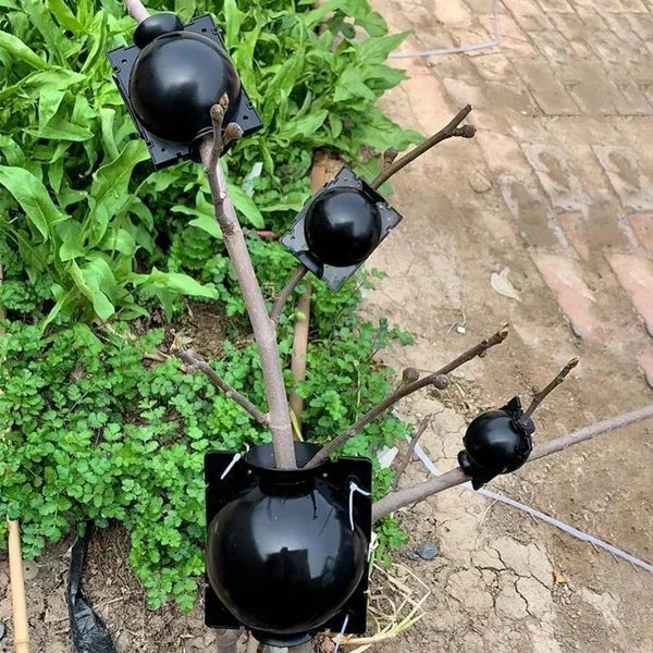 Plant Root Growing Box -  Free Today