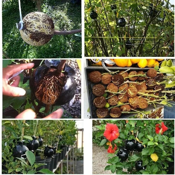 Plant Root Growing Box -  Free Today