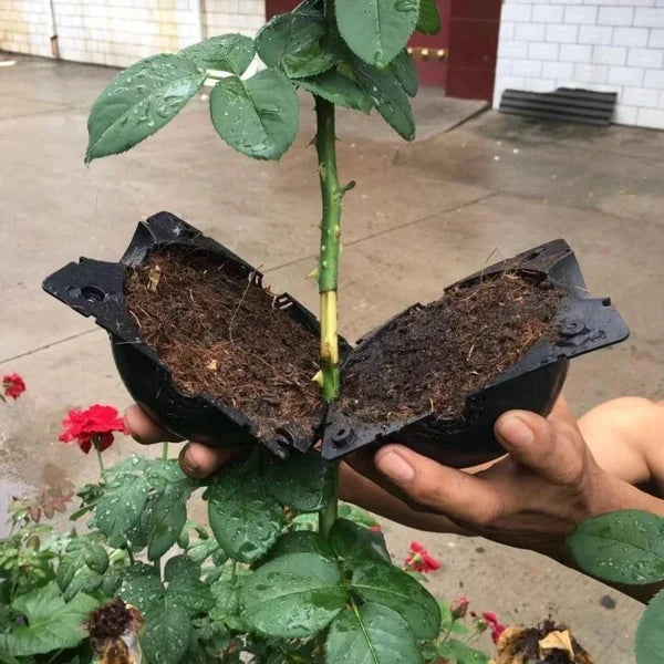 Plant Root Growing Box -  Free Today